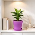 thumbnail image 5 of Fareti 5.5 Inch Plant Pots, Small Flower Pots for Indoor Plant Pot Succulent Pot with Drainage Planters for Indoor Plants, Violet, 5 of 5