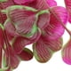thumbnail image 4 of Simulation Plastic Vivid Artificial Coral Plant, Non- Toxic 23.62 Inch Height Water Plant Ornament Aquarium Ornament Plastic Coral, For Fish Tank Aquaridum ANGGREK No, 4 of 7