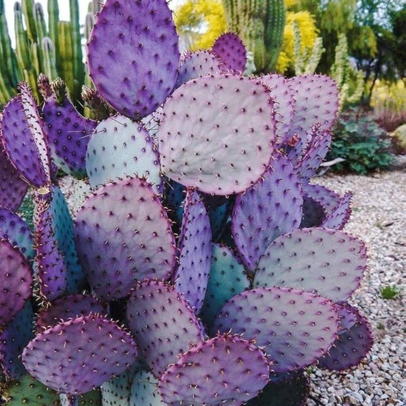 Purple Prickly Pear Cactus Plant Live, 6-8 Inch Tall, Pear Cactus Live Plant For Growing Indoor Outdoor