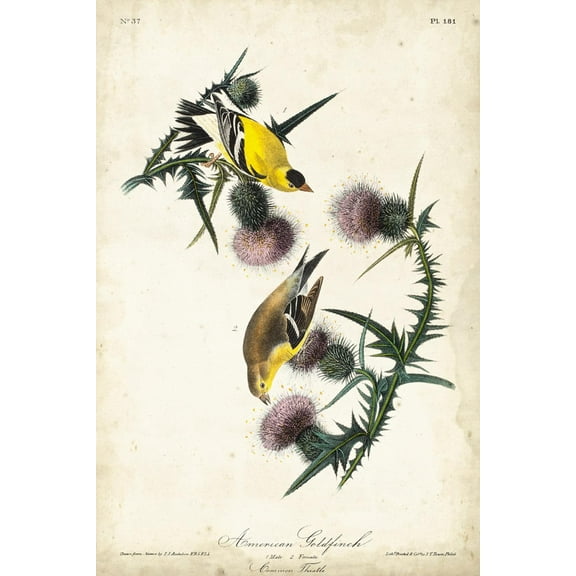 Art.com American Goldfinch Art Print by John James Audubon, 12" x 18"