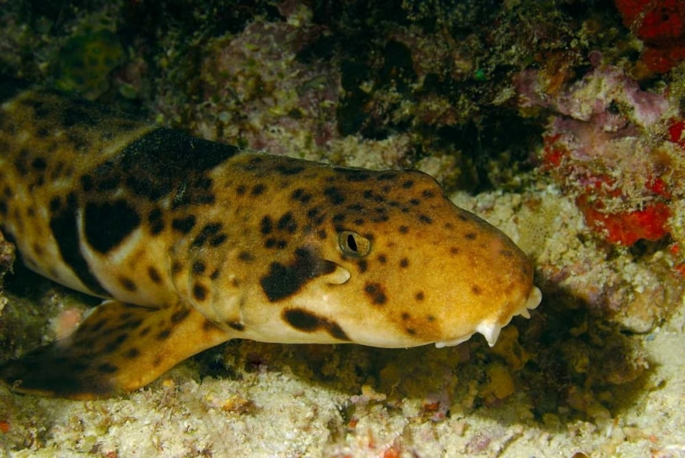 epaulette shark toy