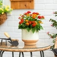 thumbnail image 4 of Better Homes & Gardens 1.5PT Multicolor Lantana Live Annual Pollinator Plant Sun, 4 of 6