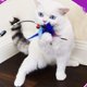 thumbnail image 2 of Juguetes para gatos con plumas y varita para gatos Juguete para gatos con forma de pluma (paquete de 6) JFHHH pequeña, 2 of 5