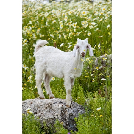 Goat In A Field On The Site Of Ancient Patara Lycian Coast Turkey Stretched Canvas - Ron Watts  Design Pics (11 x