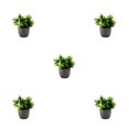 thumbnail image 2 of Decodeary Green Eco-friendly Artificial Money Tree In Pot Long-lasting Durability Realistic Appearance new whitebabysbreath 5Set, 2 of 6