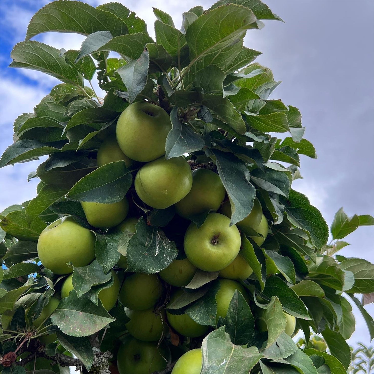 Expert Gardener 2-3' Tangy Green™ Columnar Apple Live Tree in 1 gal. Grower Pot