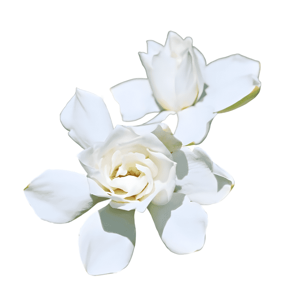 Gardenia Double Live Shrubs, Tall, Fragrant White Flowering, Evergreen