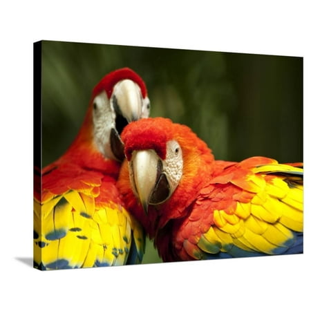 San Jose Christmas In The Park Scarlet Macaws at Zoo Ave Park, Outside San Jose Stretched Canvas Print Wall Art By Paul Souders ()