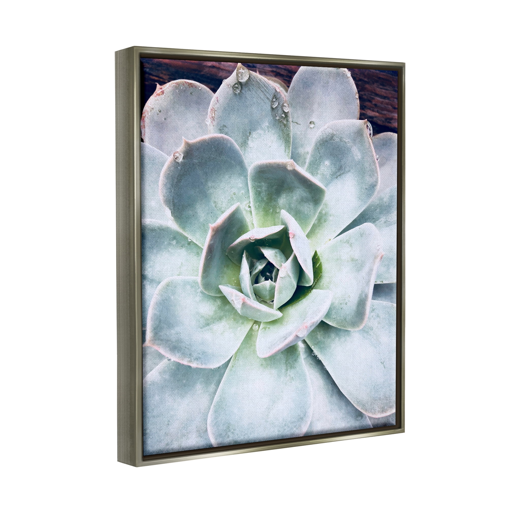 Stupell Industries Succulent Leaves Water Droplets Botanical & Floral Photography Gray Floater Framed Art Print Wall Art