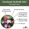 thumbnail image 4 of Burpee Zeeland Hybrid Mixed Colors Morning Glory Flower Seed, 1-Pack, Full Sun, 4 of 5