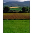 thumbnail image 1 of Sugar Beet Poster Print by The Irish Image Collection, 26 x 34 - Large, 1 of 1