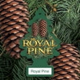 thumbnail image 4 of Little Trees Air Fresheners Royal Pine Fragrance 3-Pack, 4 of 12