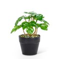 thumbnail image 1 of Set of 1 Small Spade Leaf Plant, 1 of 1