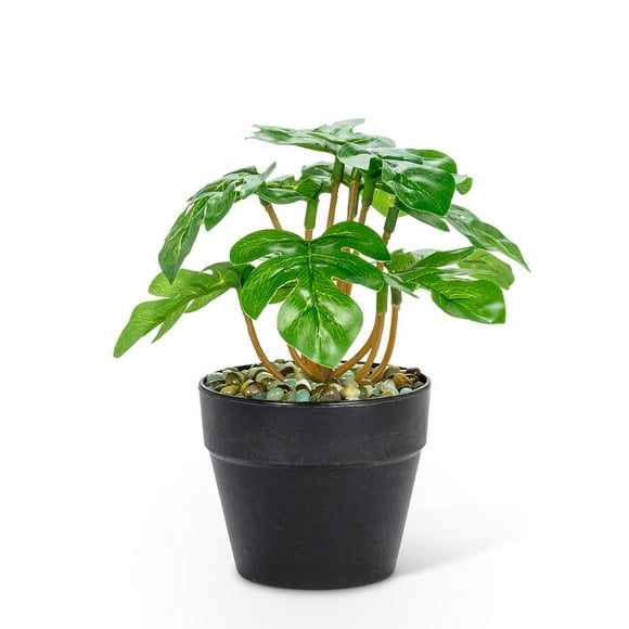 Set of 1 Small Spade Leaf Plant