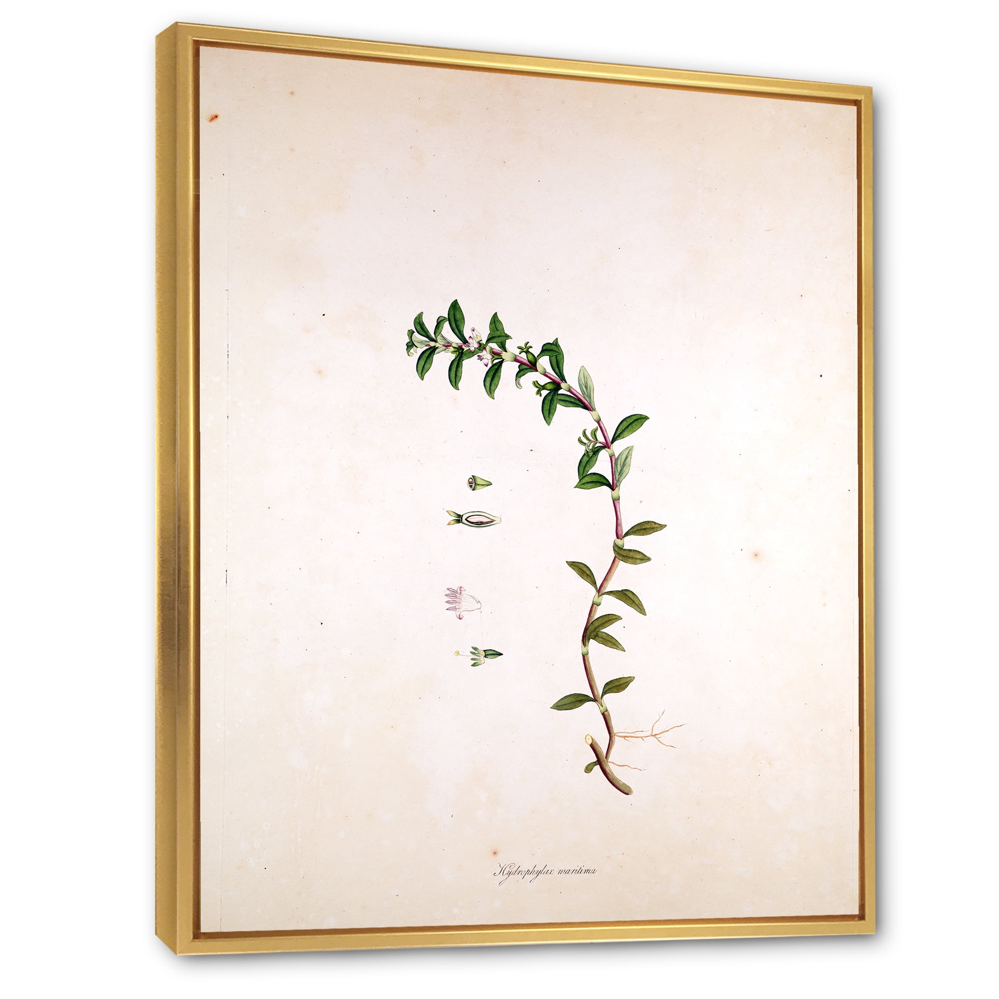 Designart 'Ancient London Plants II' Farmhouse Framed Canvas Wall Art Print
