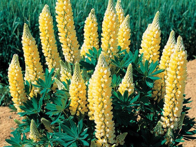 30 Seeds - Gallery Yellow Lupine Seeds for Pollinator Bees & Butterflies - Lupinus polyphyllus - Wildflower Gardening