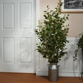 thumbnail image 2 of 5 Ft. Potted Ficus Tree, 2 of 6