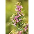 thumbnail image 1 of 100 SLENDER BUSH CLOVER Lespedeza Virginica Bushclover Native Shrub Pink Purple Flower Legume Seeds, 1 of 1