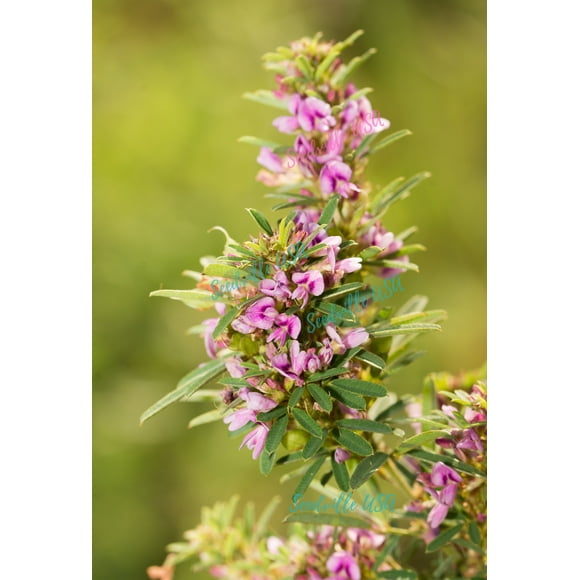 100 SLENDER BUSH CLOVER Lespedeza Virginica Bushclover Native Shrub Pink Purple Flower Legume Seeds