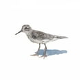thumbnail image 2 of Johnson, Walt 12x12 White Modern Wood Framed Museum Art Print Titled - Sandpiper on White II, 2 of 4
