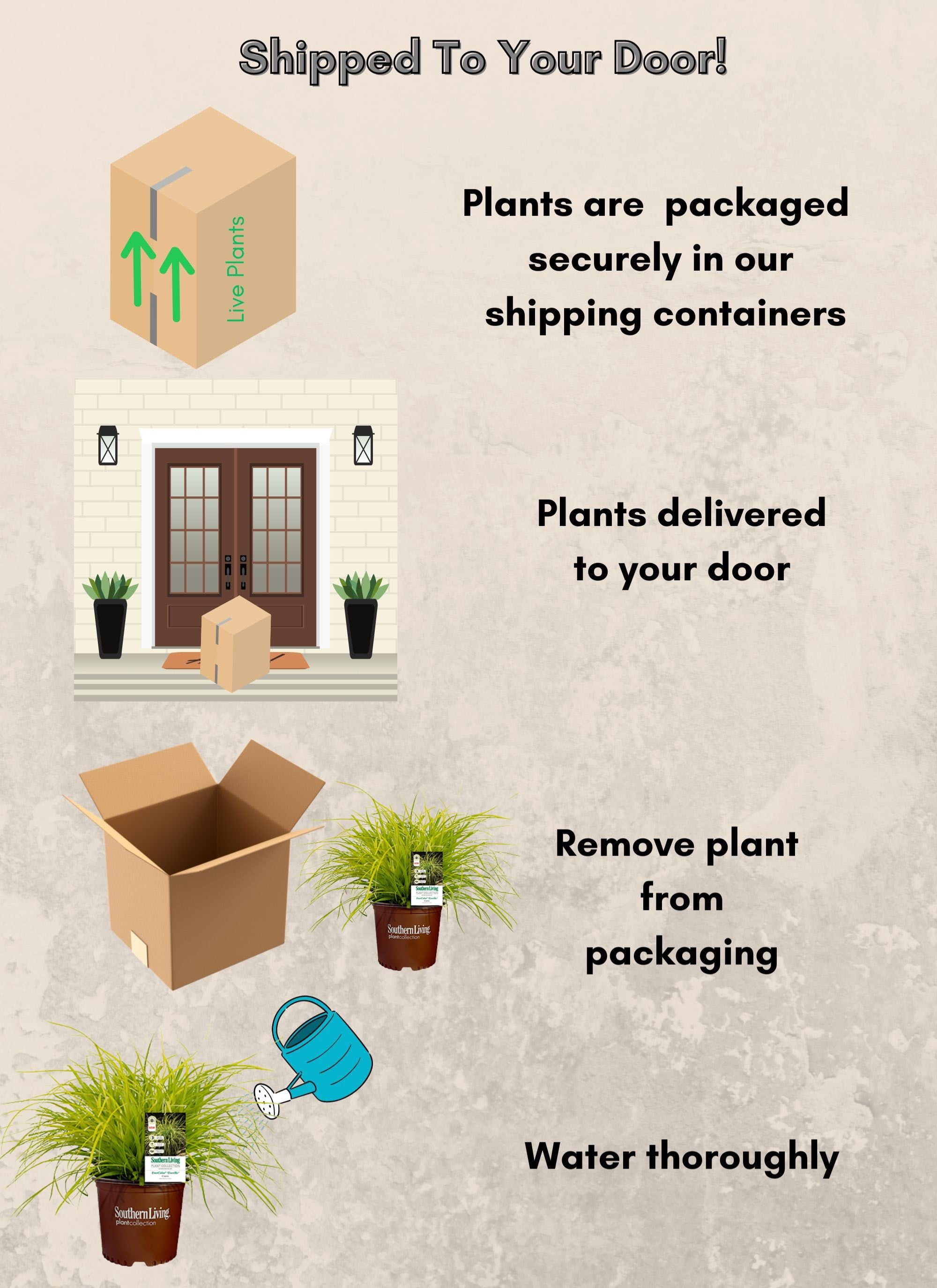 Southern Living EverColor Everillo Carex 'Sedge' Live Shrub in 2.6-Quart Grower Pot