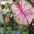 thumbnail image 3 of Blue Buddha Farm: Apple Blossom Caladium (2 Bulbs) - Easy to Grow Indoor or Outdoor Perennial Plant, 3 of 9