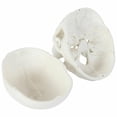 Anatomy Lab 3-Part Life-Size Human Skull Model with Removable Cap and ...