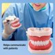 thumbnail image 4 of Modelo Dental de resina, modelo de entrenamiento Typodont, modelo de dientes para adultos para práctica de técnico Dental, equipos de dentista para enseñanza de mandíbula de goma, 4 of 5