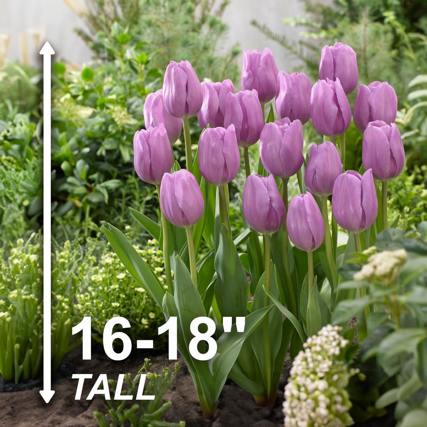 Garden State Bulb Lavender Alibi Triumph Tulip Flower Bulbs, 12/+ cm (Bag of 25)