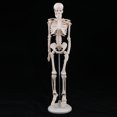 thumbnail image 2 of Modelo de Cuerpo Sunnimix 45 cm Estatua de Esqueleto del Cuerpo Humano, 2 of 8