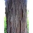 thumbnail image 2 of CZ Grain 20 Thornless Honey Locust Plant Seeds, 2 of 5
