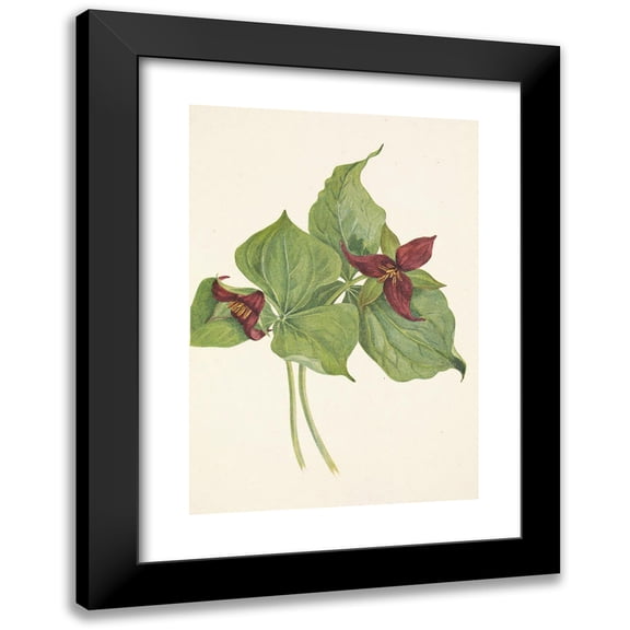 Mary Vaux Walcott 11x14 Black Modern Framed Museum Art Print Titled - Red Trillium. Trillium (1925)