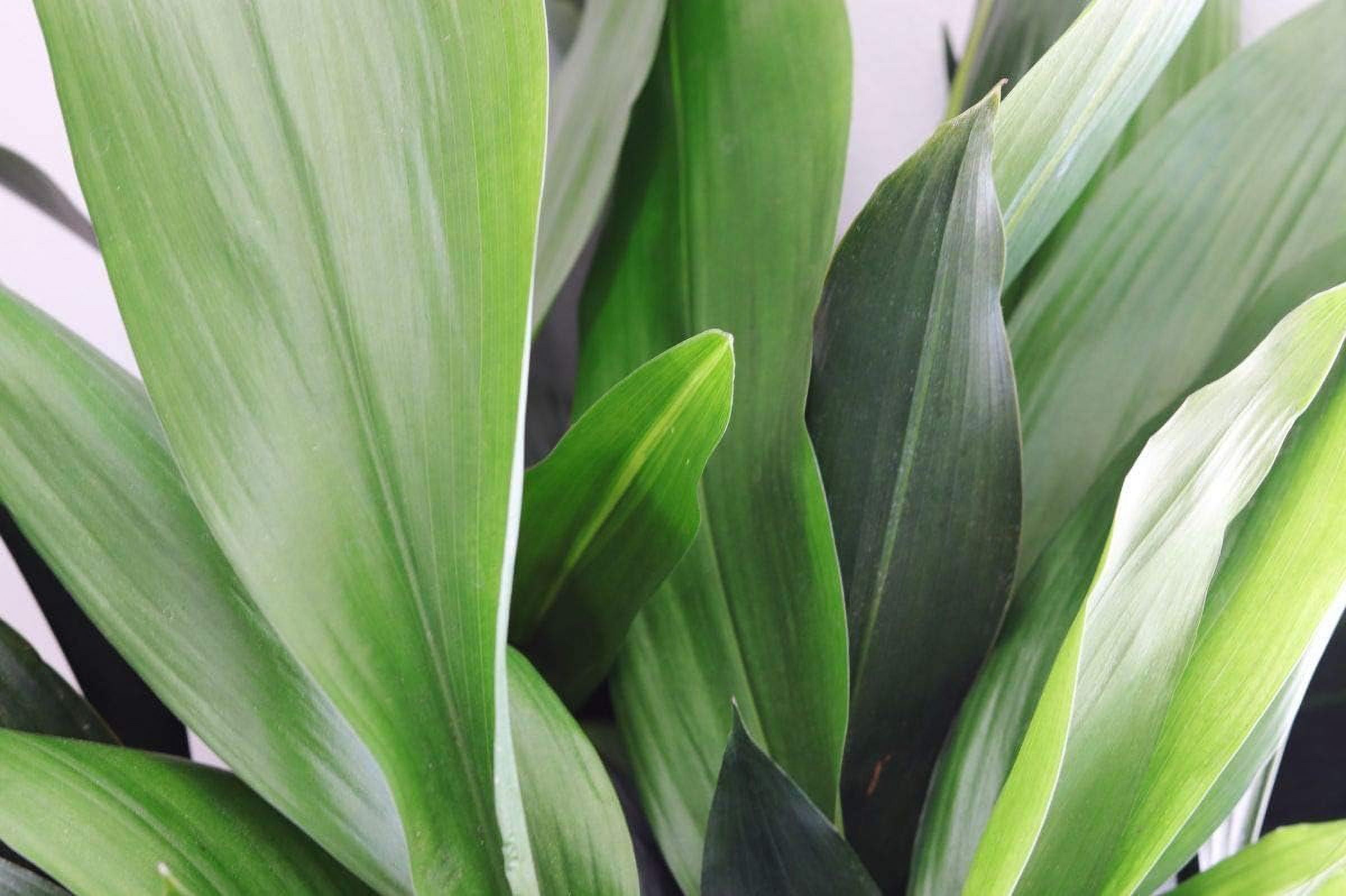 Cast Iron Plant - Live Plant in a 6 Inch Pot - Aspidistra Elatior - Beautiful Florist Quality Indoor or Outdoor Plant
