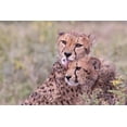 thumbnail image 2 of Norring, Tom 14x11 White Modern Wood Framed Museum Art Print Titled - Cheetah cubs bonding-while waiting the call for dinner-Serengeti-Tanzania-Africa, 2 of 4