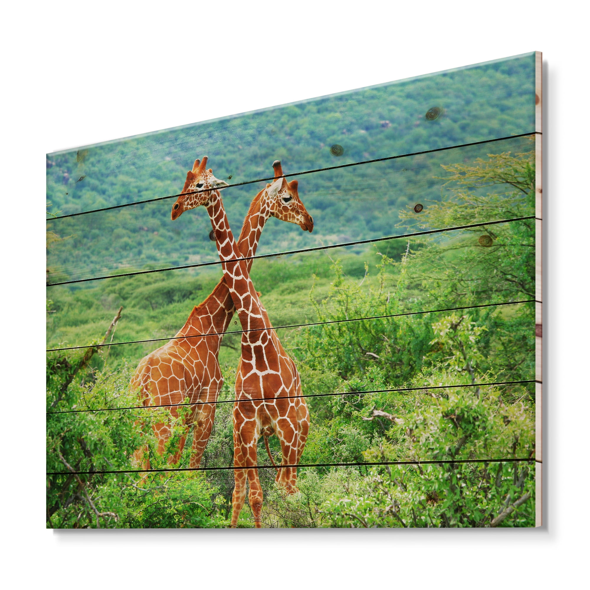 Designart 'Two Giraffes Fighting In Lush Green Wild' Farmhouse Print on Natural Pine Wood