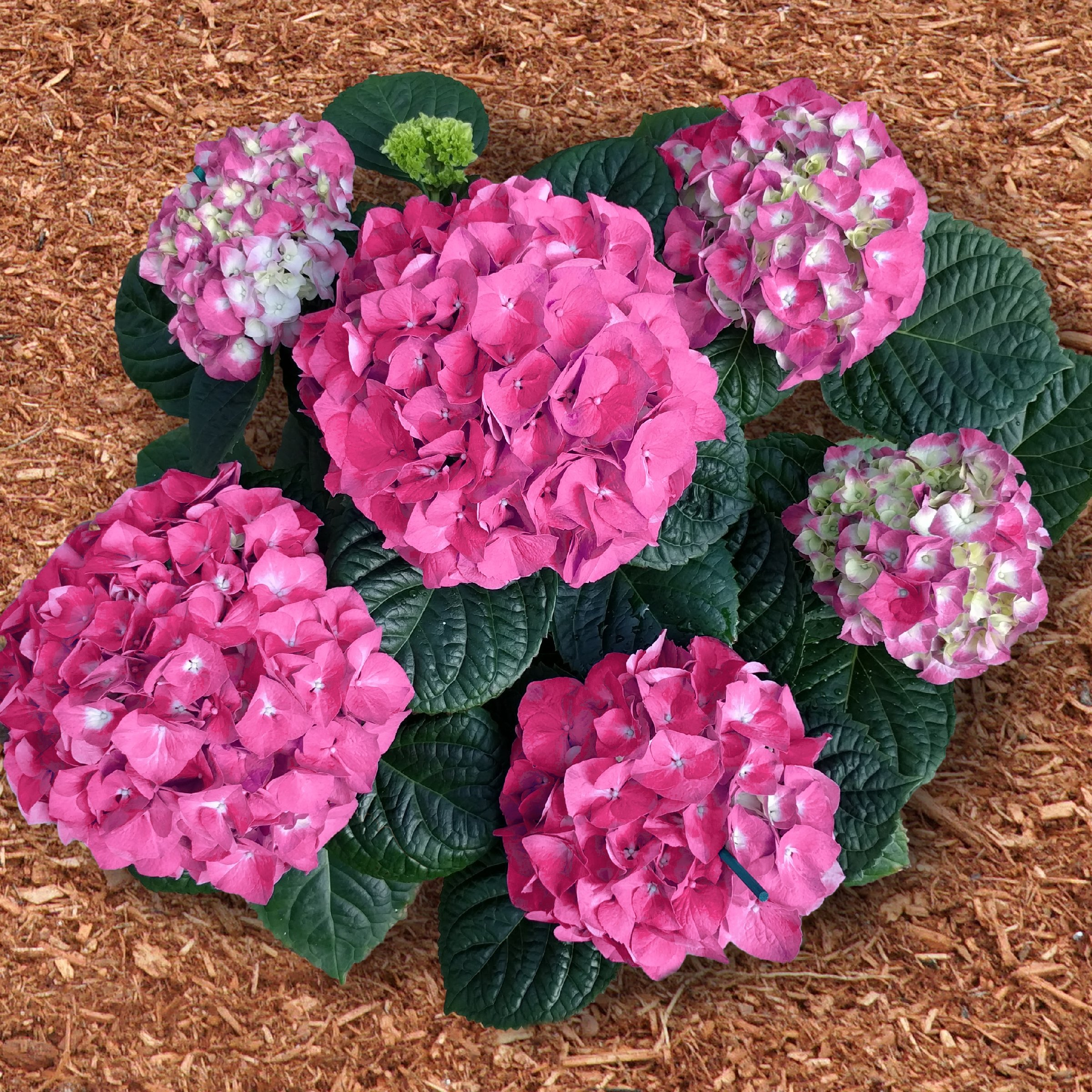National Plant Network 3 gal. Hydrangea Merritt's Supreme Pink Live Shrub