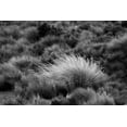 thumbnail image 2 of Jones, Adam 24x17 White Modern Wood Framed Museum Art Print Titled - Paramo grass-Antisana Ecological Reserve-Ecuador, 2 of 4