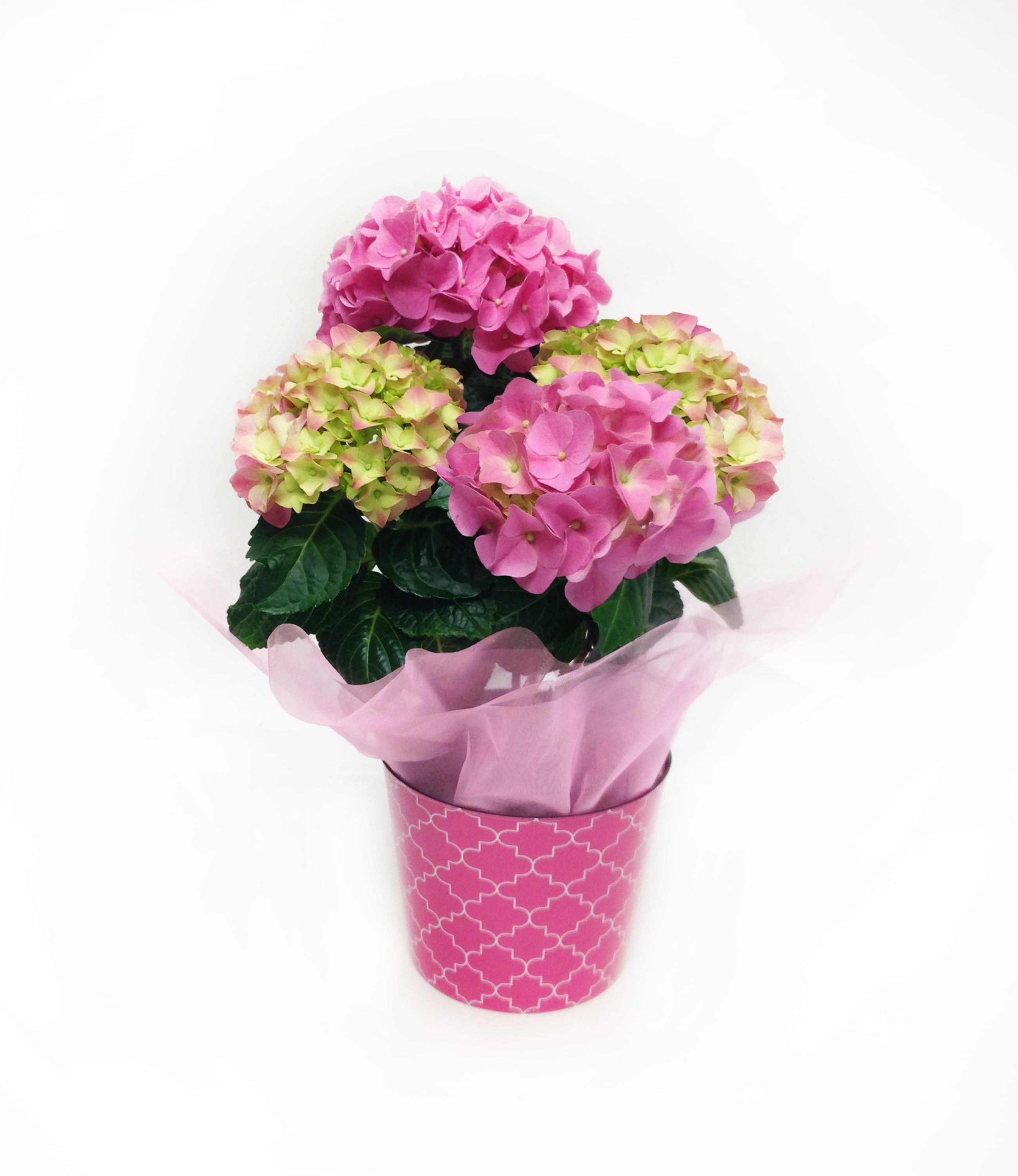 Mom Day Hydrangea - 1.74PT – Walmart Inventory Checker – BrickSeek