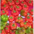 thumbnail image 2 of 50 Organic SHEEPNOSE PIMENTO PEPPER Sweet Red Pimiento Cheese Capsicum Annuum Seeds, 2 of 7