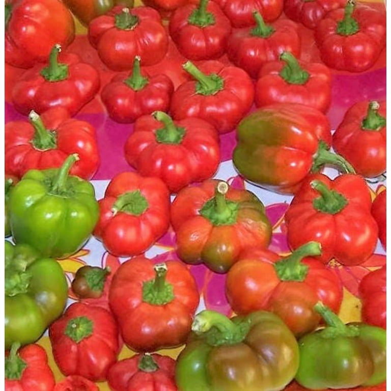 Pepper Seeds - Sweet - Cheese Red