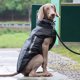 thumbnail image 5 of Ropa para perros grandes chaleco impermeable para perros grandes chaqueta cálida Wdftyju para exteriores abrigo para Perros Bulldog Francés Otoño e Invierno, 5 of 8