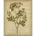thumbnail image 2 of Goldberger, Jennifer 12x14 Black Ornate Wood Framed with Double Matting Museum Art Print Titled - Romantic Pressed Flowers IV, 2 of 4