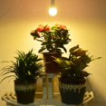 thumbnail image 3 of Ampoule de Croissance pour Plantes LED Éclairage Intérieur pour Serre Intérieur, 3 of 5