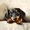 Cream, variant on Homewish Cartoon Dachshund Bed Sheets,Gray Grid Dog Full Size Sheets,4pcs,1 Flat Sheet, 1 Fitted Sheet and 2 Pillowcases