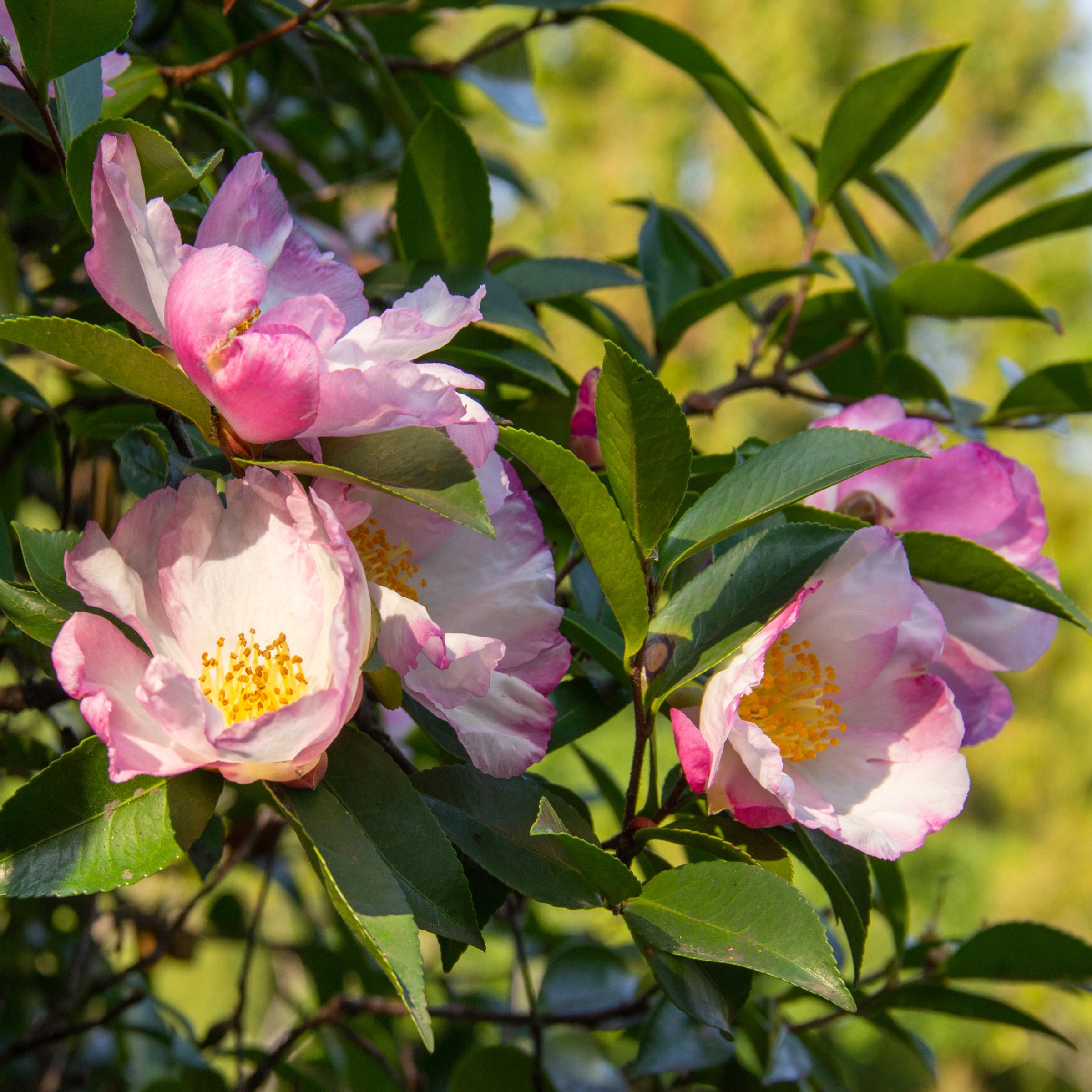 National Plant Network 3 gal. Camellia Sasanqua Northern Lights Shrub