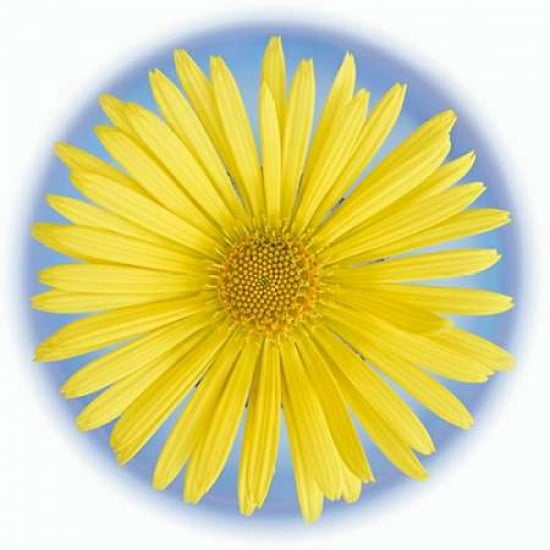 Yellow Daisy Canvas