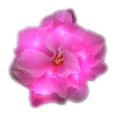 thumbnail image 1 of Blinkee LDFWRHC-PK Pink LED Flower Hair Clip, 1 of 1