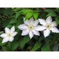 thumbnail image 2 of Gillian Blades Clematis - Hint of Blue to Pure White - 2.5" Pot, 2 of 4
