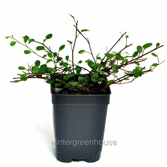 Muehlenbeckia Complexa, Fairy Vine - Pot Size: 3" (2.6x3.5") - House Plants