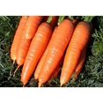 thumbnail image 4 of GSDWIUEW Carrot Red Giant Vegetable for Planting Heirloom, 4 of 8